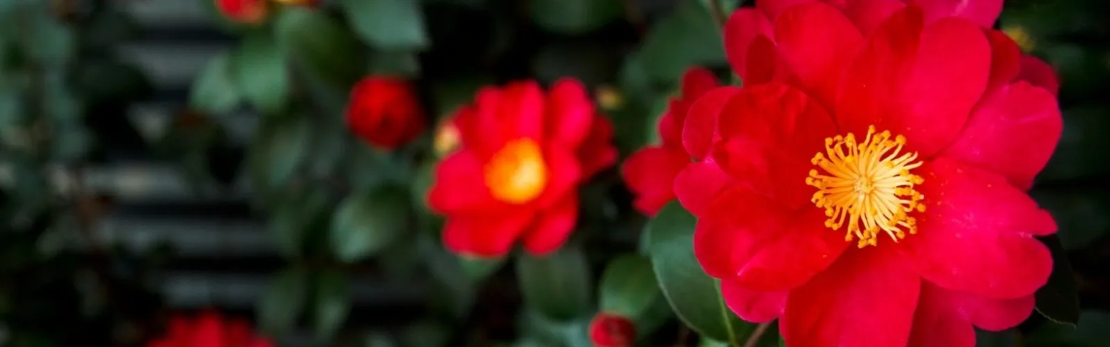 red camellias