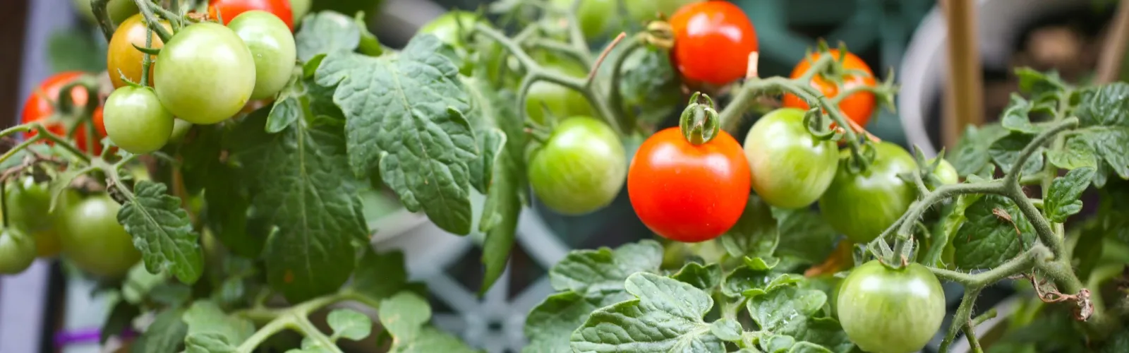 tomatoes growing in pots