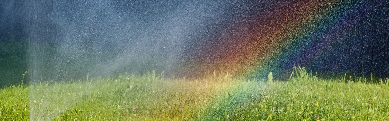 sprinklers watering grass