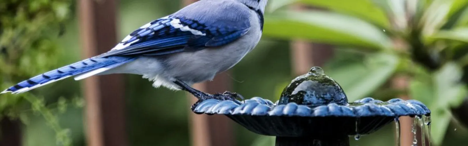 a small blue bird perched on top of a wooden table