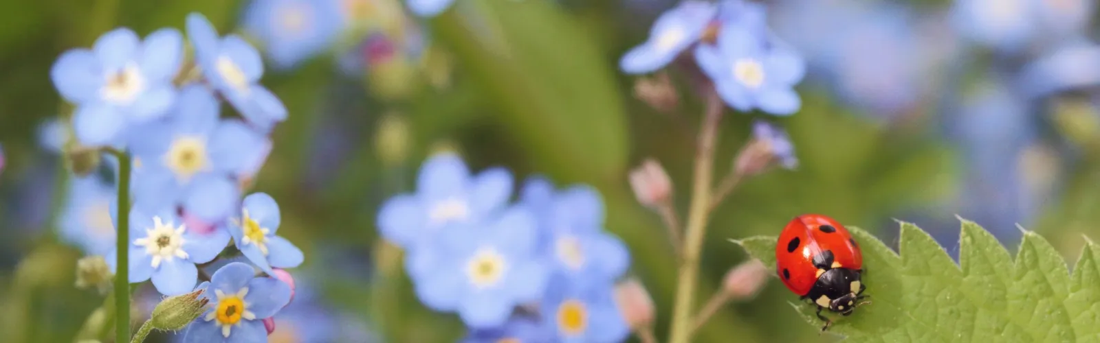 a ladybug on a flower