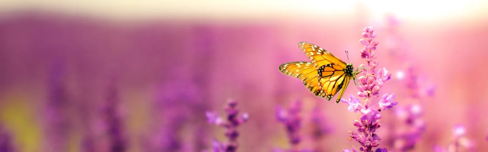 butterfly on flower