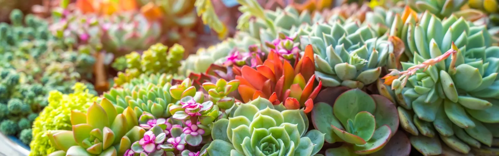 a group of colorful flowers