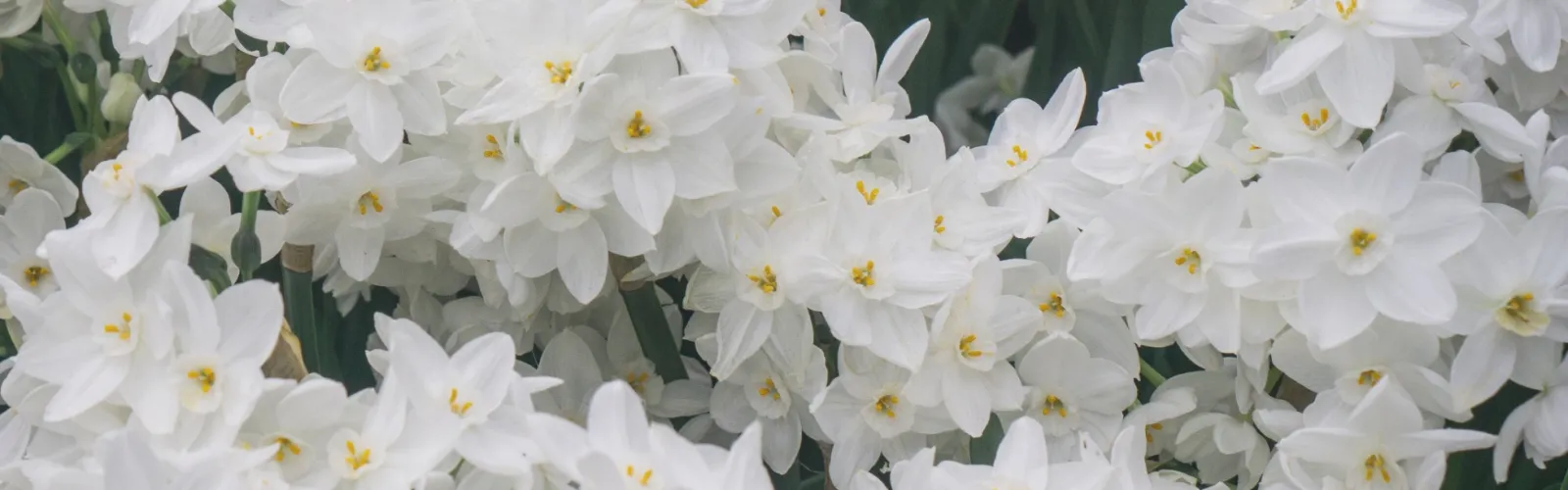 a close up of a flower