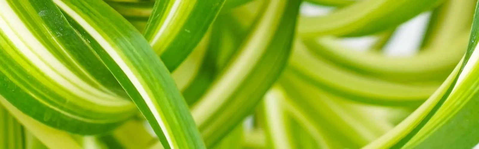 close up of a plant