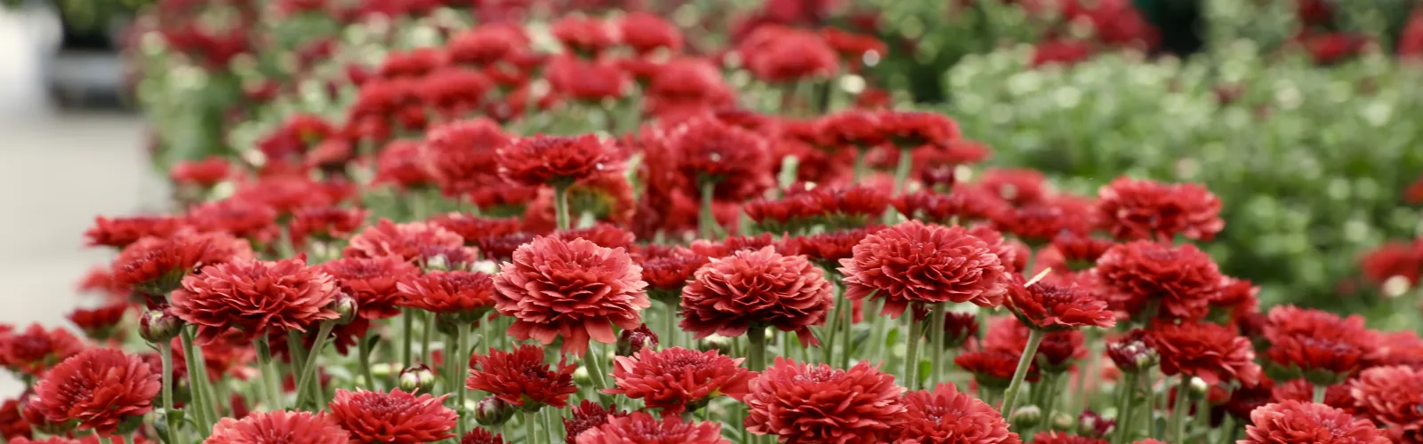 burgundy mum flowers in bloom