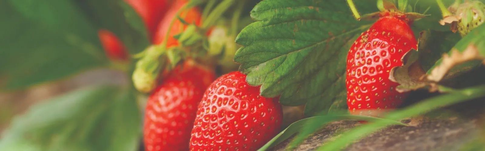 strawberries on vine