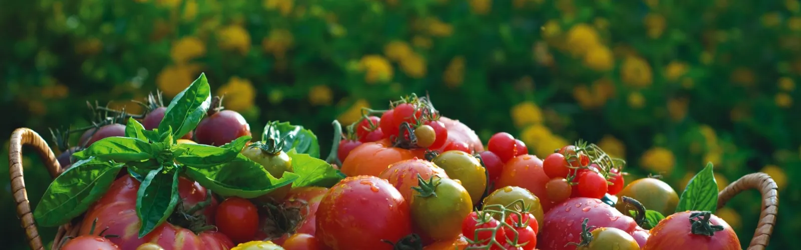 tomatoes in basket