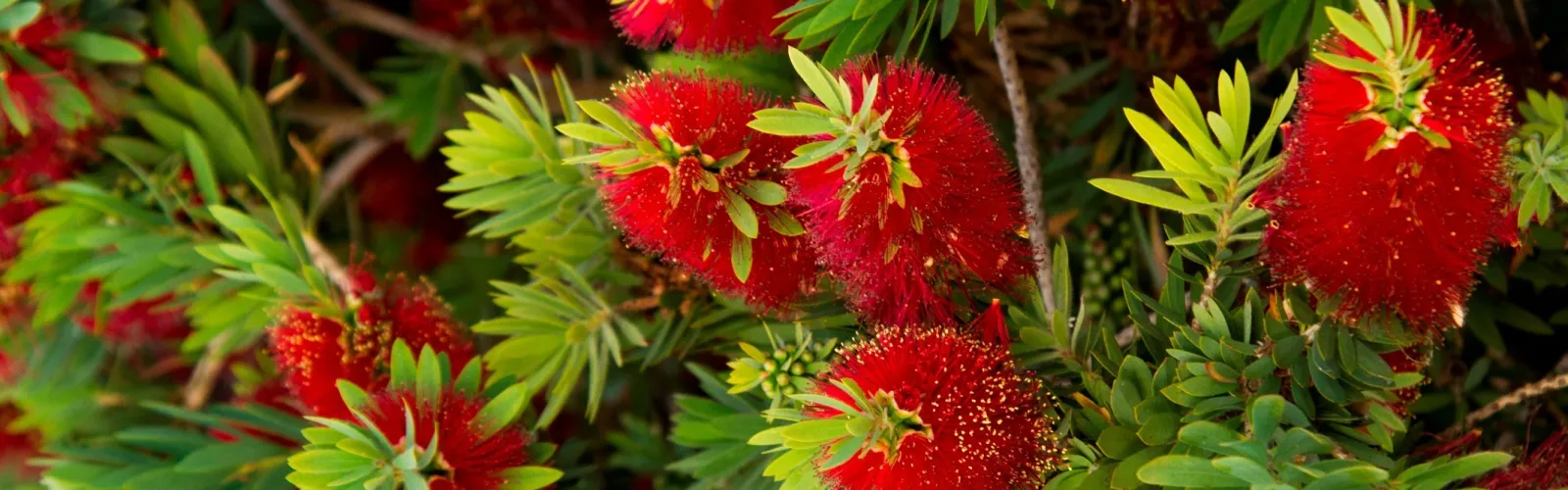 callistemon bottlebrush shrub close-up