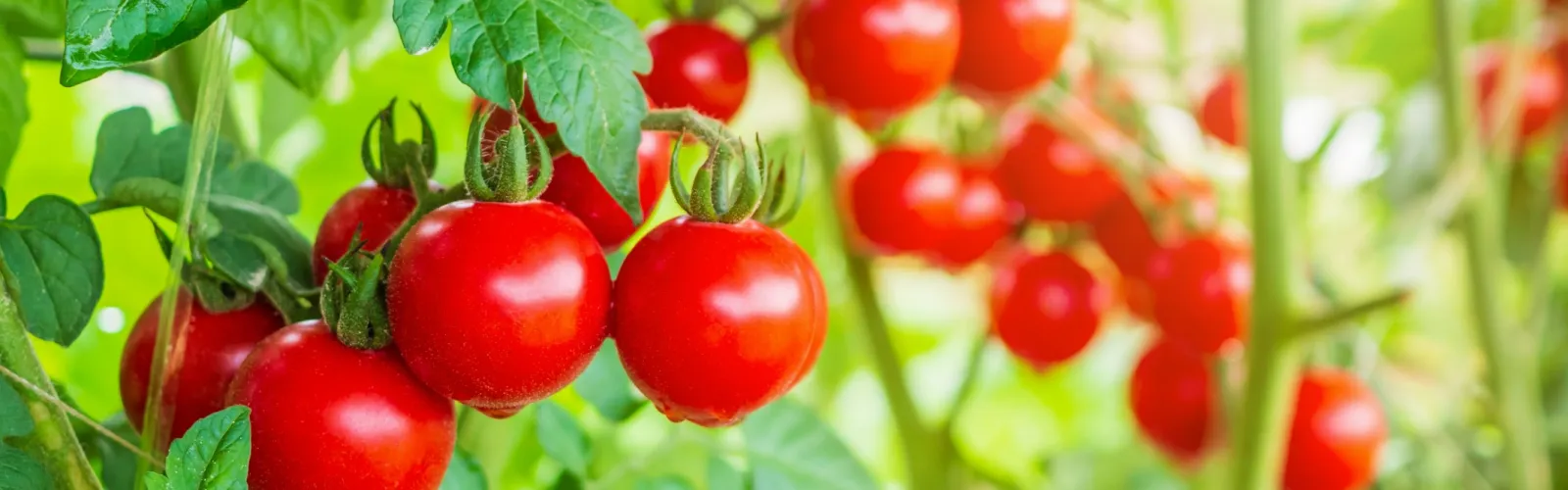 tomatoes growing