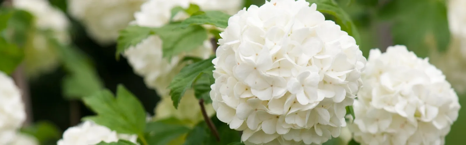 white hydrangeas