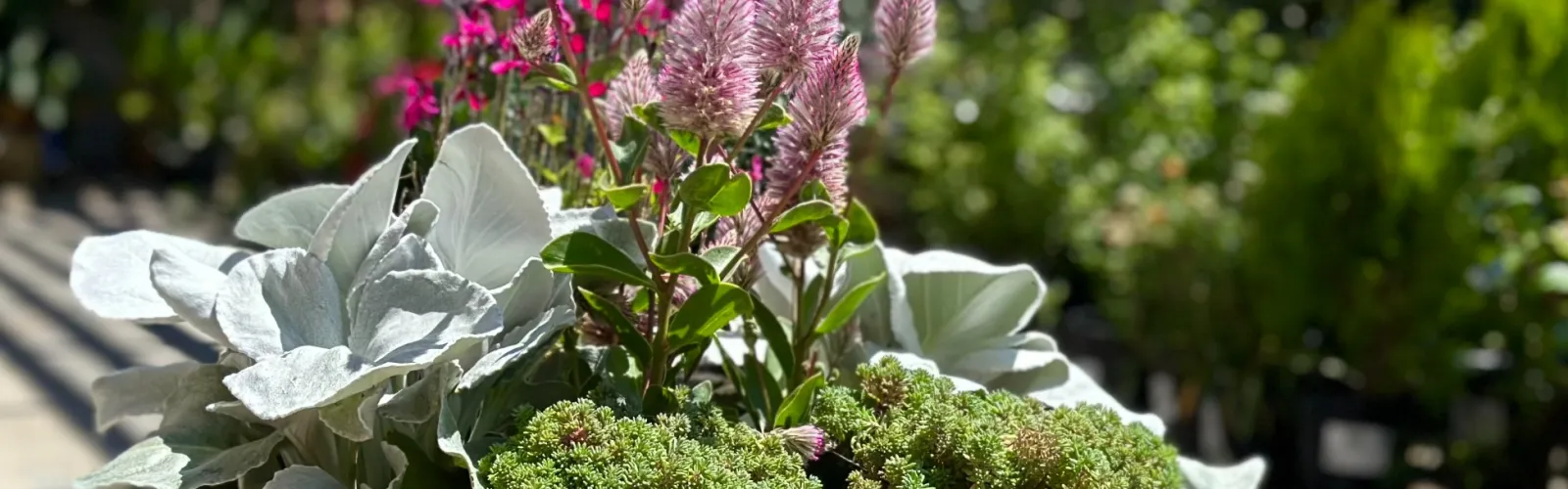 a potted plant with a variety of plants &  flowers