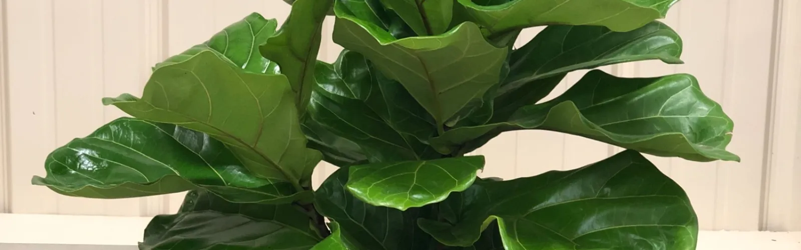 houseplant in high light