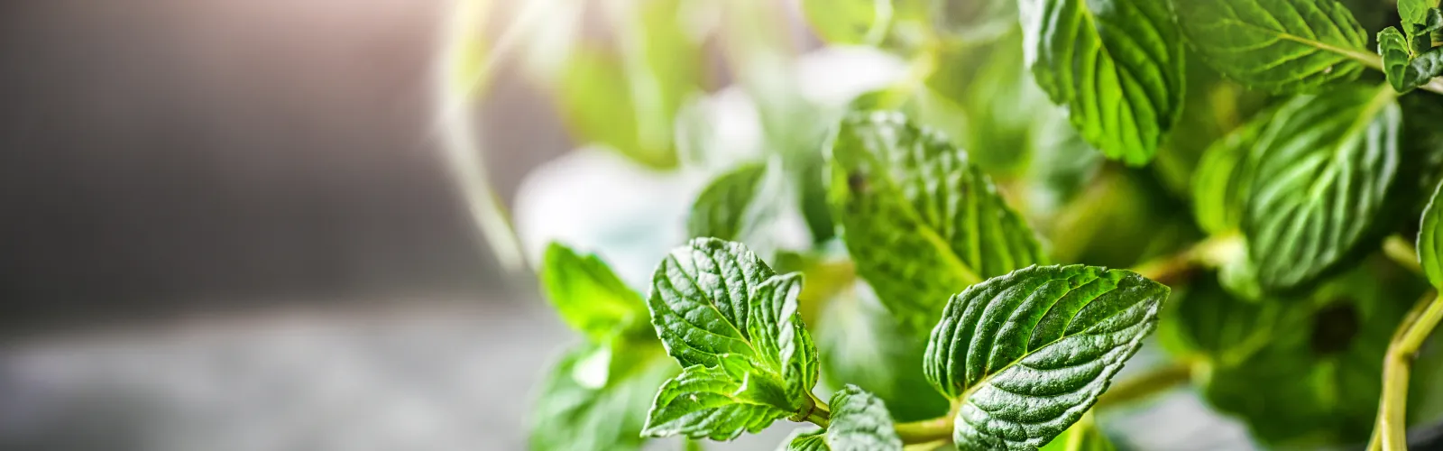 a close up of a plant