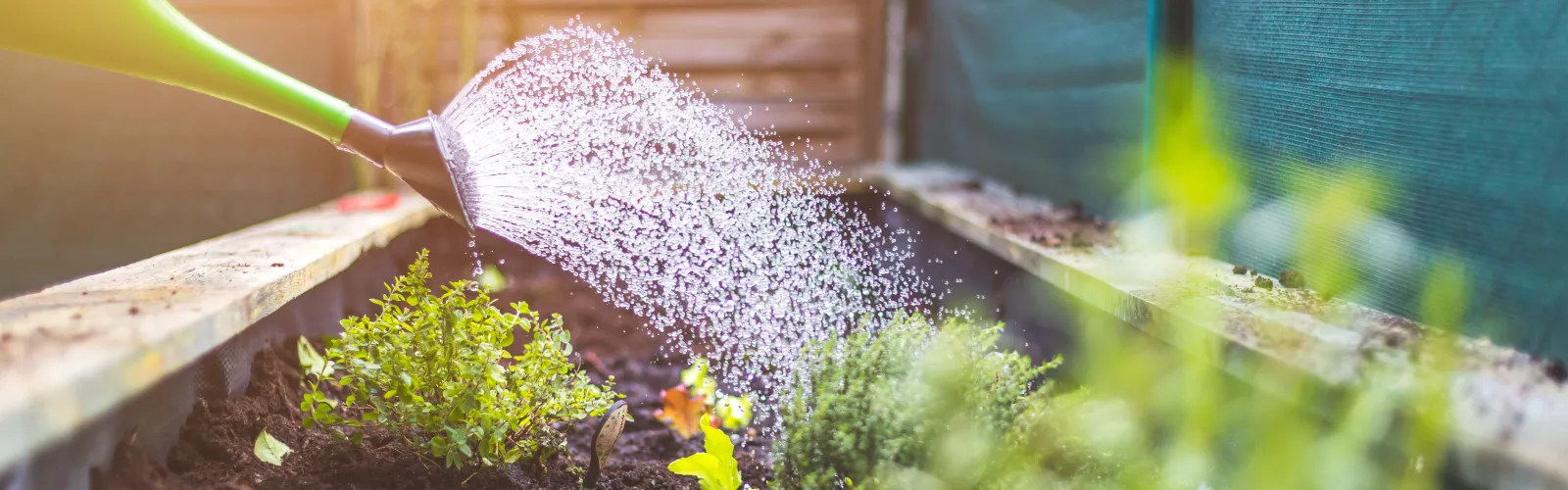 watering plant