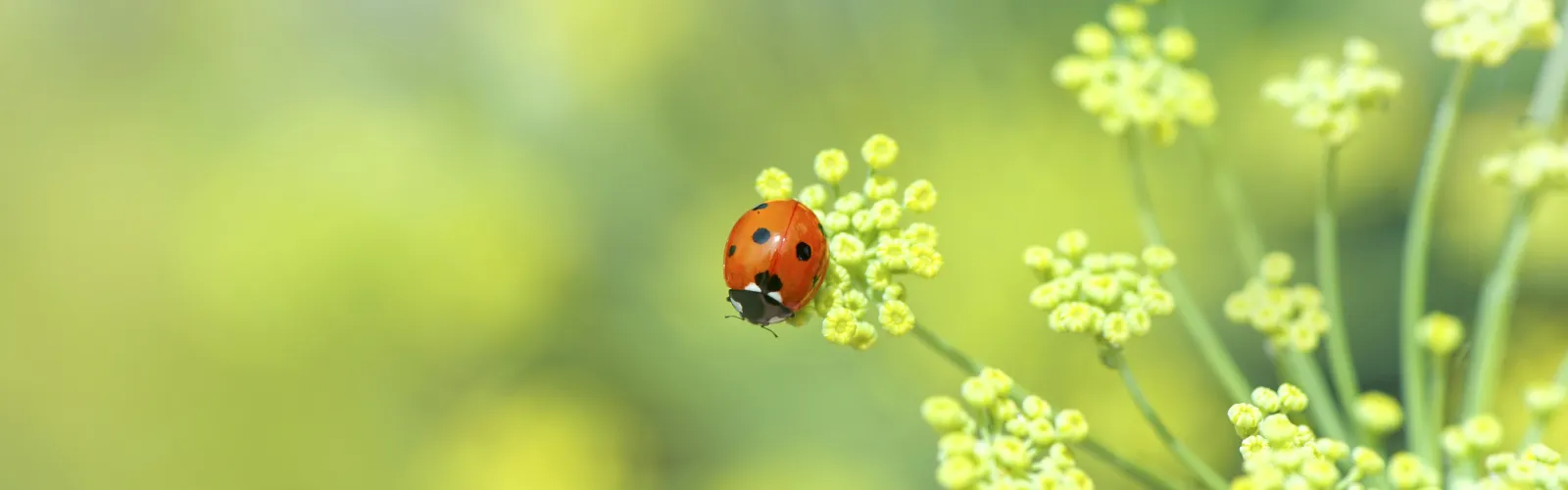 ladybug on dill