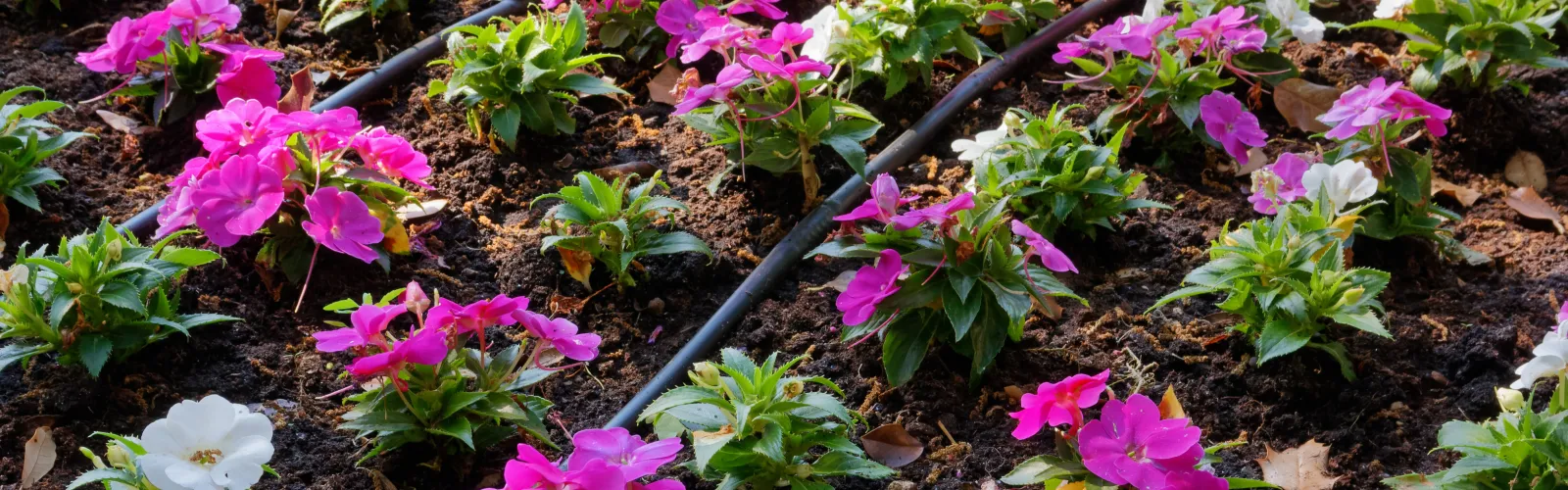 drip irrigation system in garden