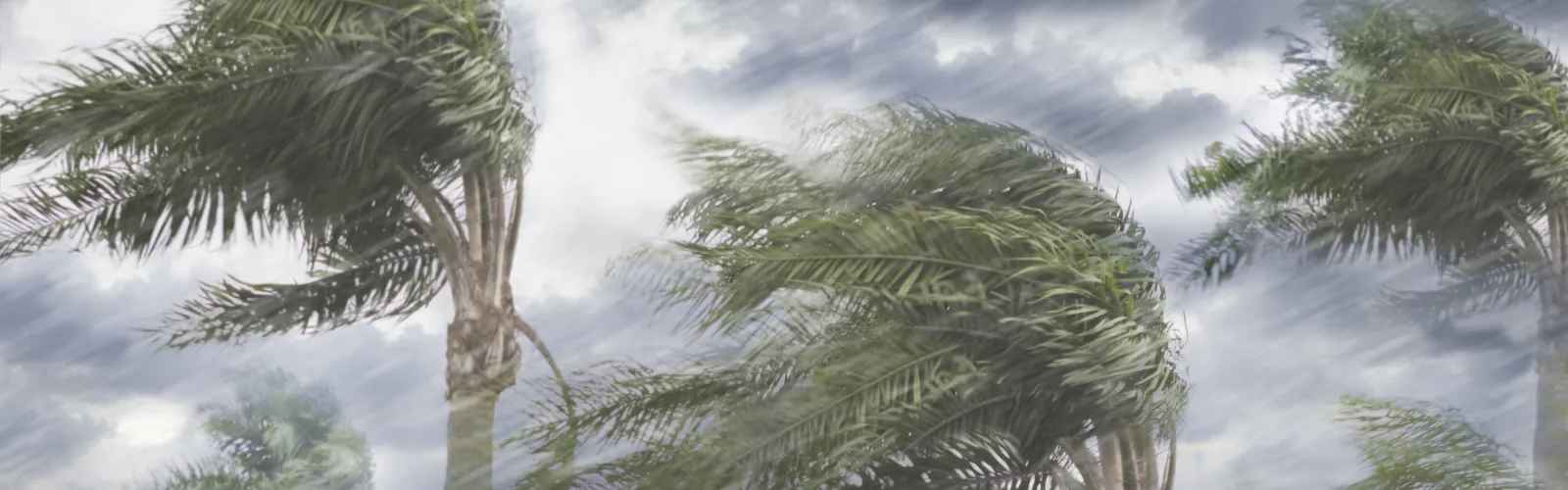 Palm trees in a rain storm