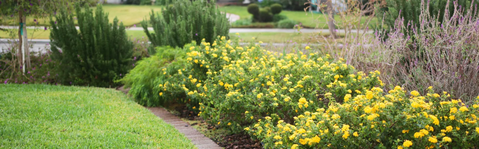 a yellow flower in front of a building