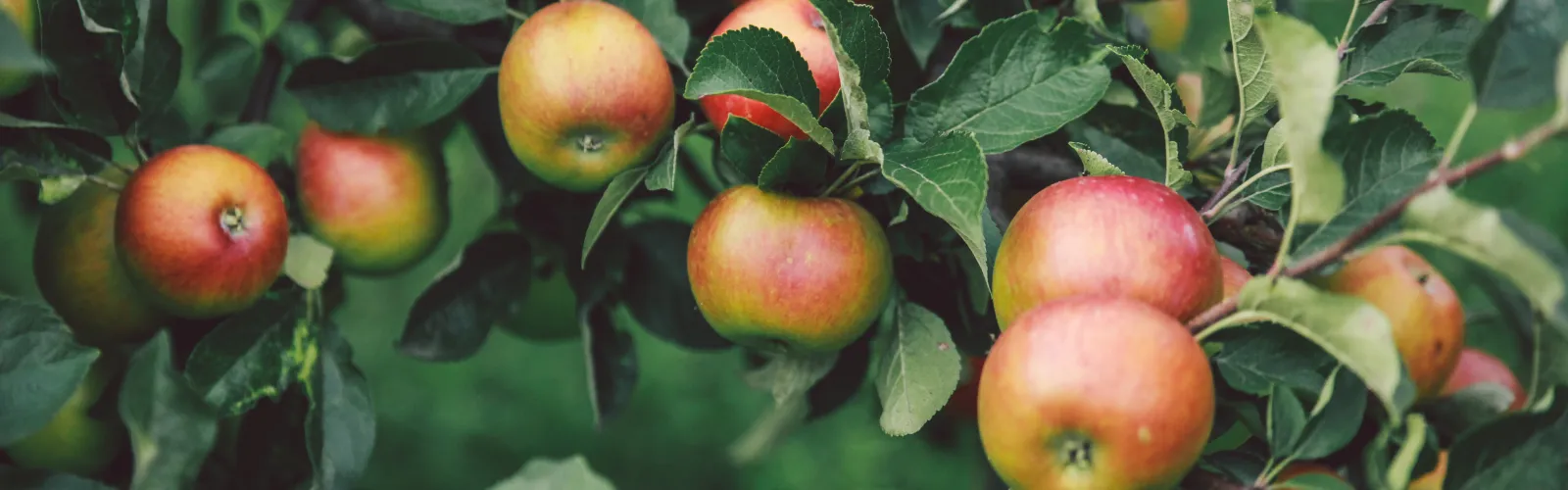 Apple Fruit Tree