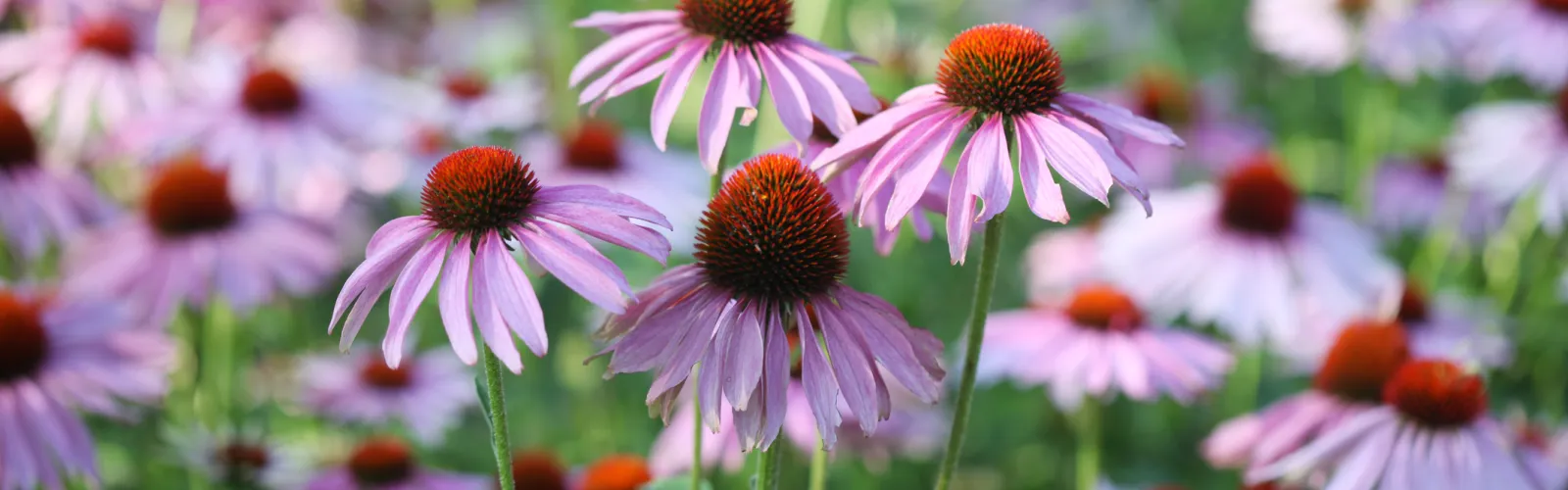 purple echinacea flowers blooming