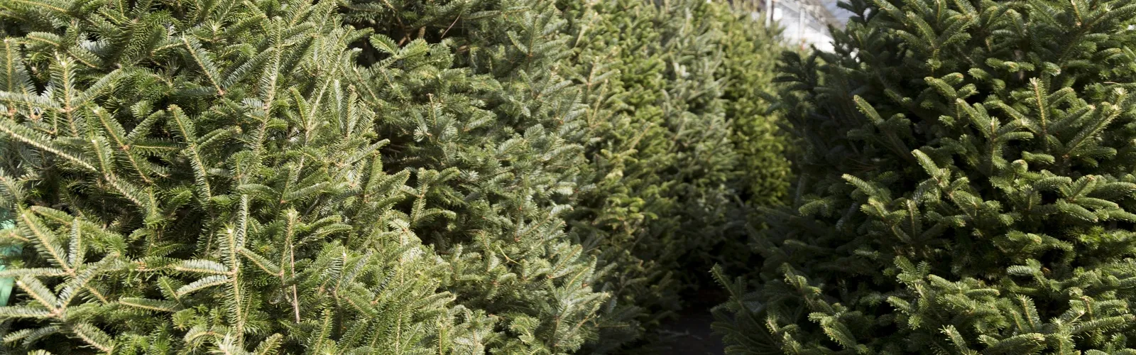 picking a christmas tree