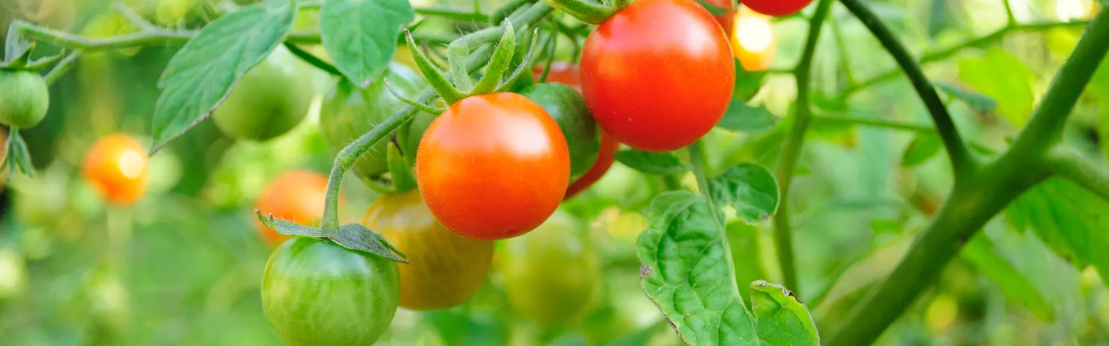 Ripe Cherry tomatoes ready to harvest from tomato plant