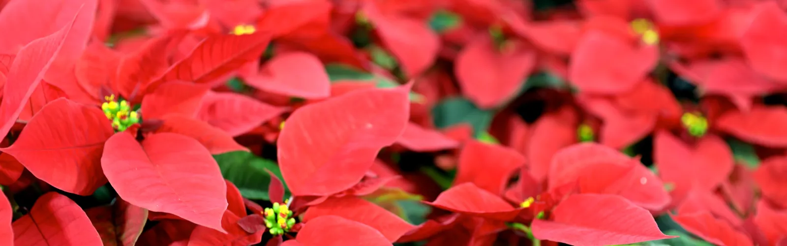 red poinsettias in bloom