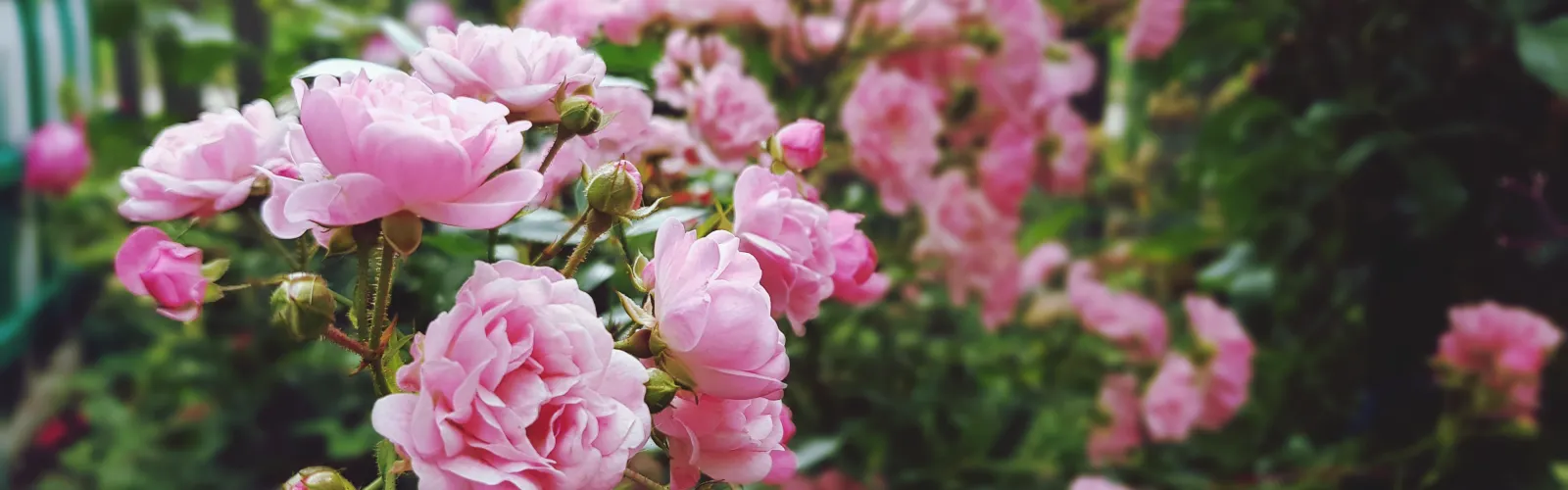 pink roses