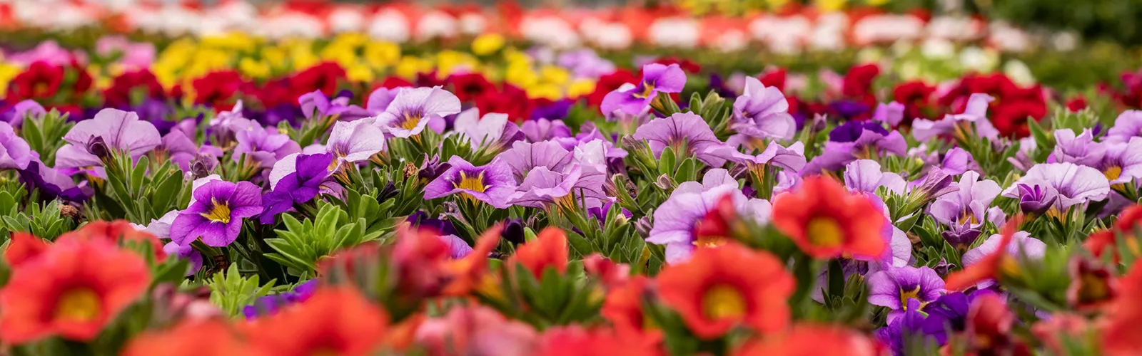 a vase of flowers on a table