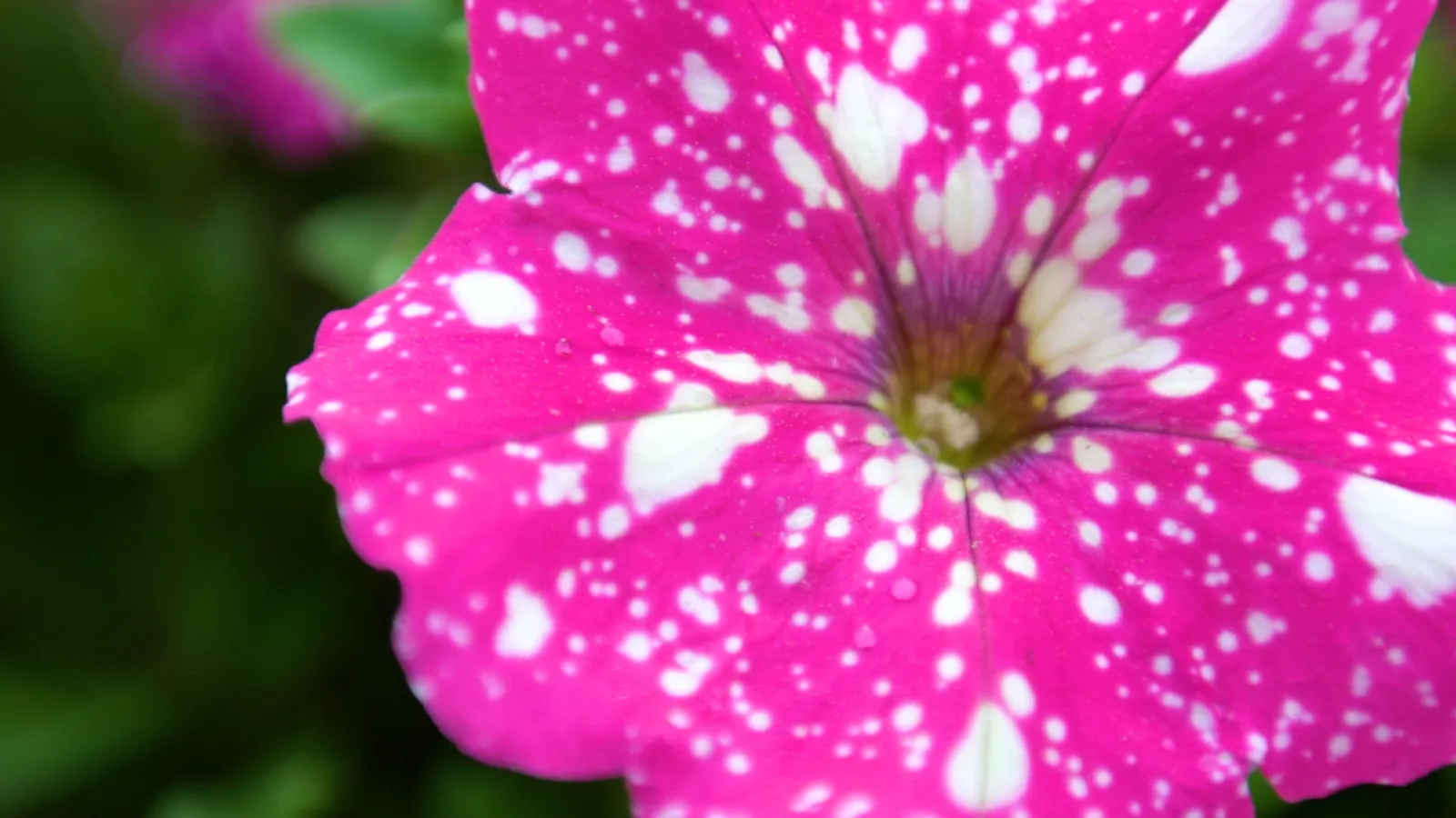 a close up of a flower