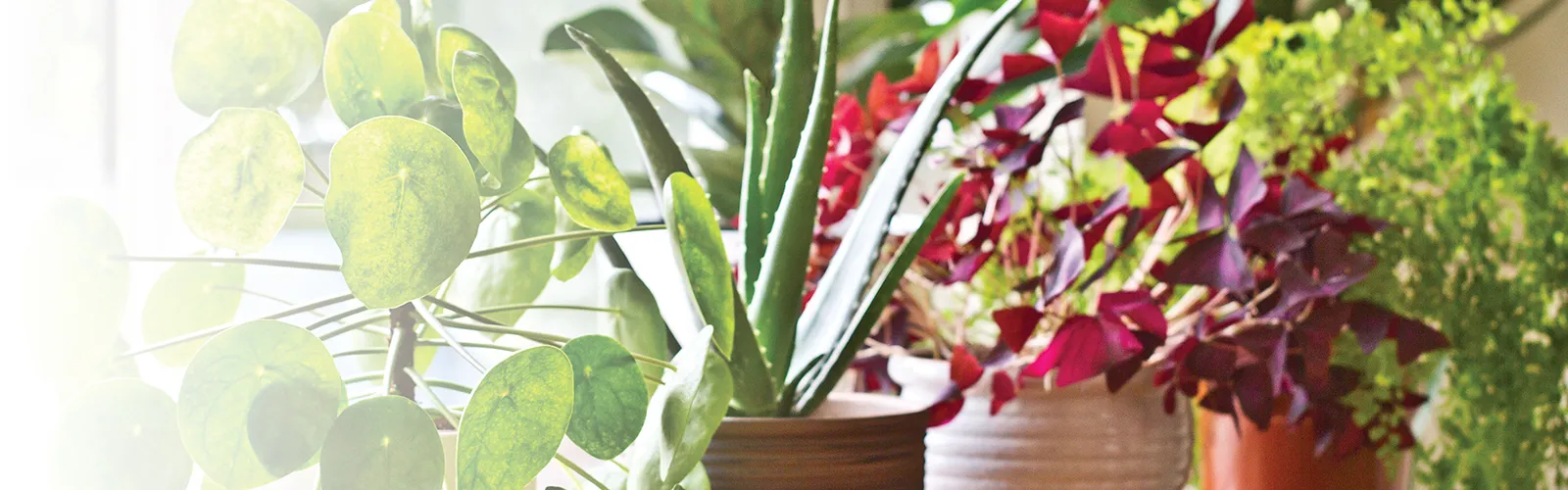 houseplants in a row