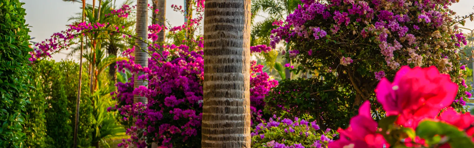 a close up of a plant