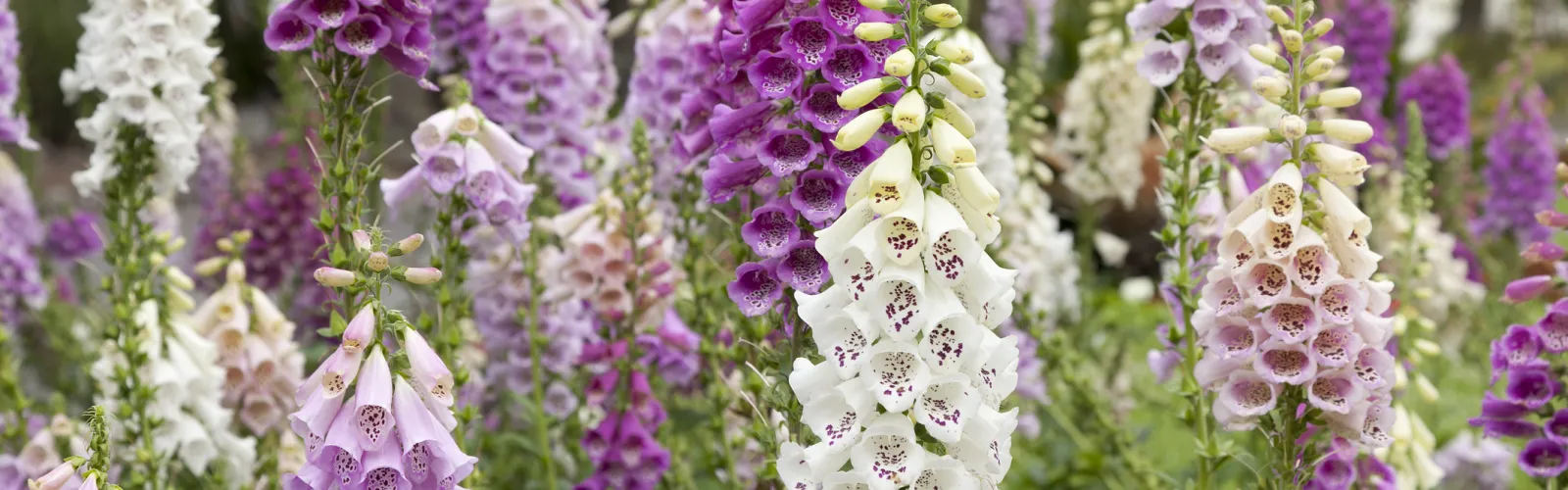 Blooming foxglove digitalis