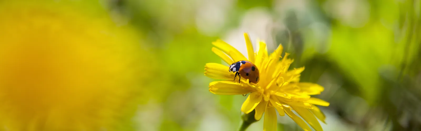 ladybug on yellow flower