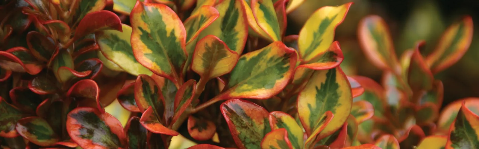 Coprosma Tequila Sunrise