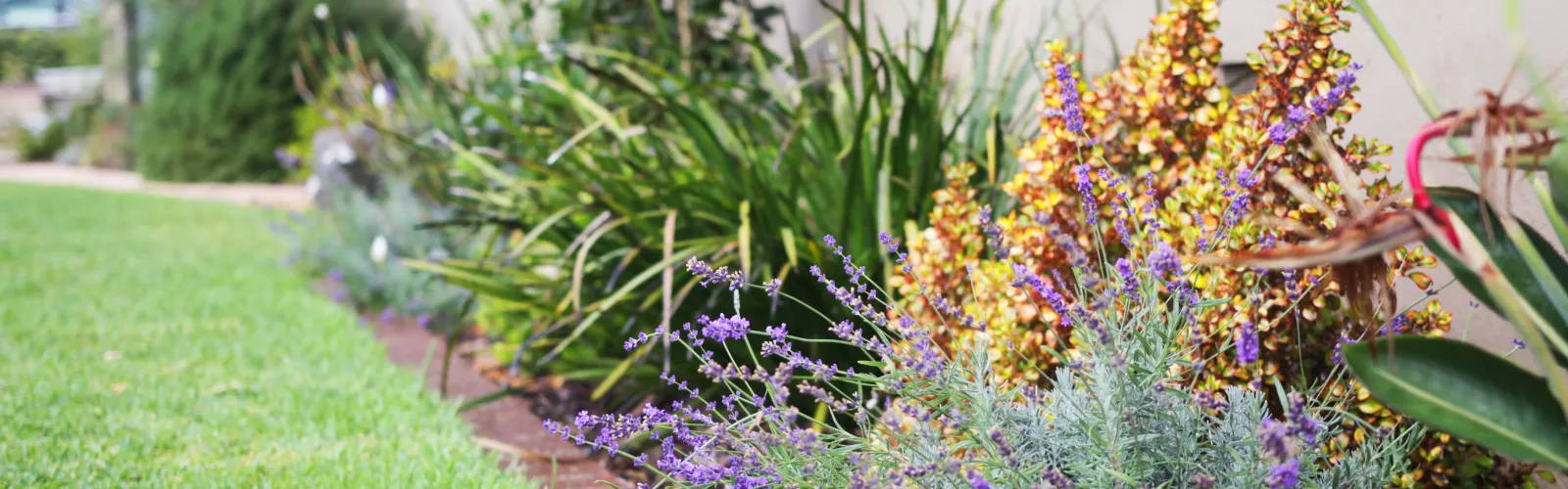 a garden with colorful flowers