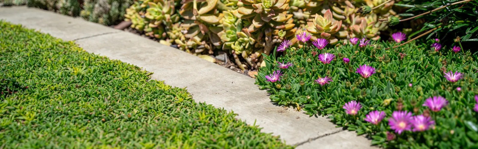 a sidewalk with plants and flowers