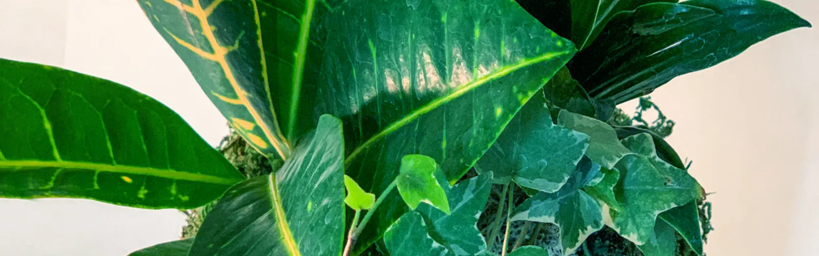 a close up of a green plant