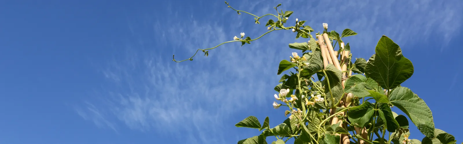 a group of people bean pole teepee in the sky