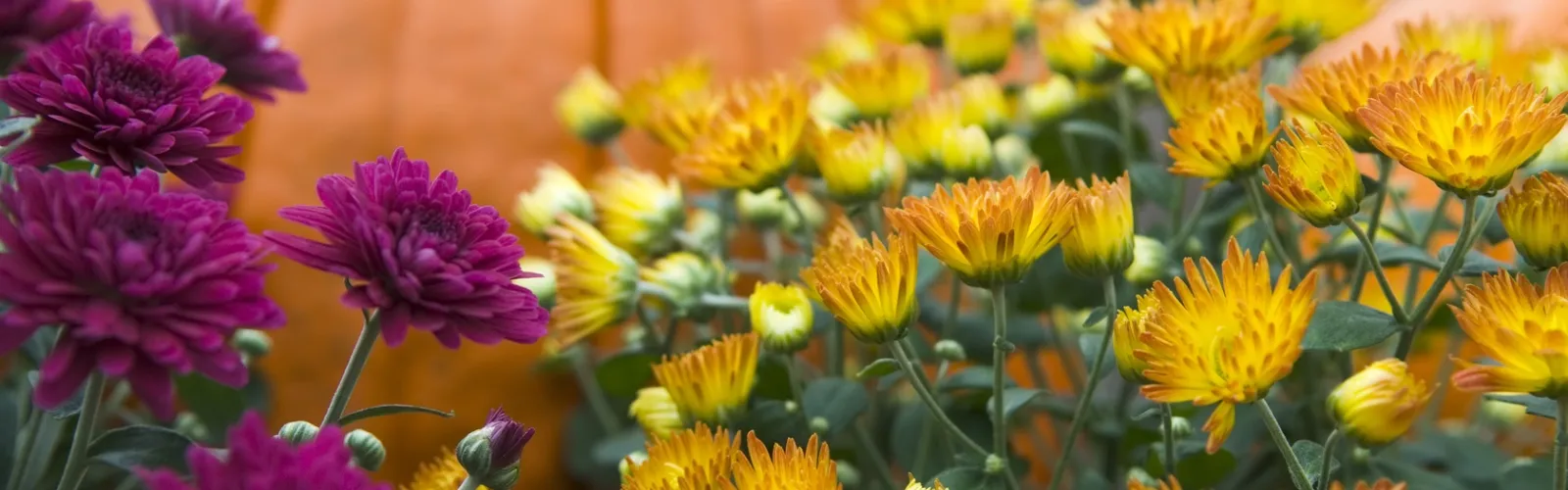 Blooming garden mums in gold and purple with orange pumpkin in background