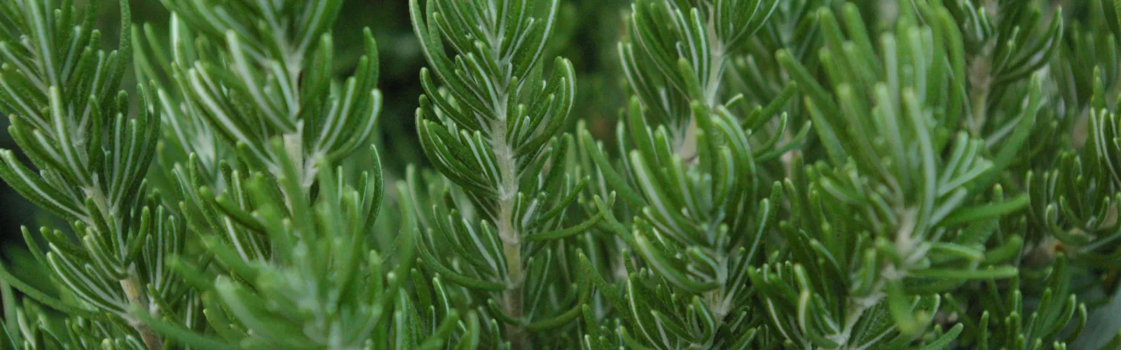 upright rosemary