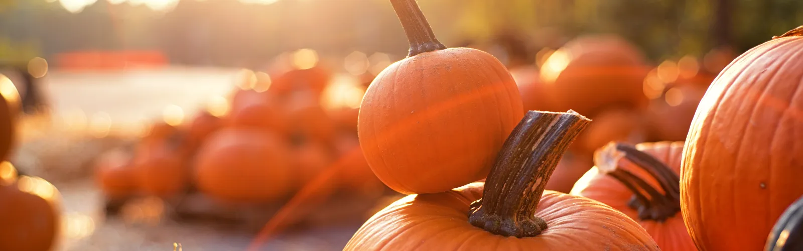 a group of pumpkins sitting on a table