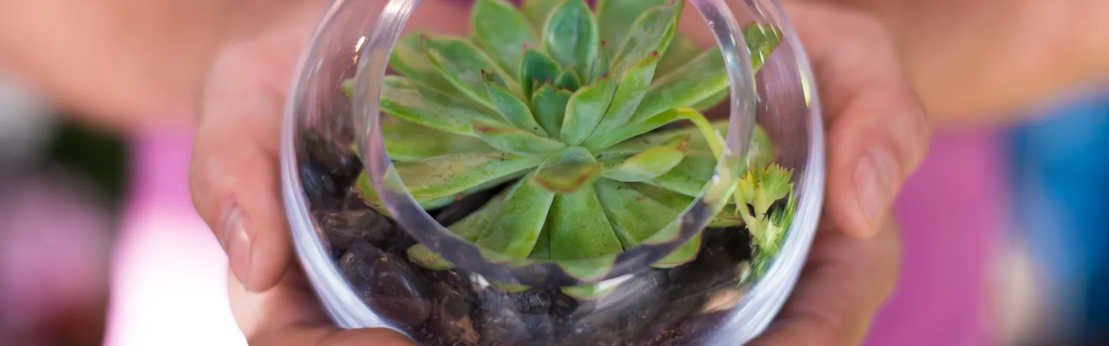 a person holding a succulent