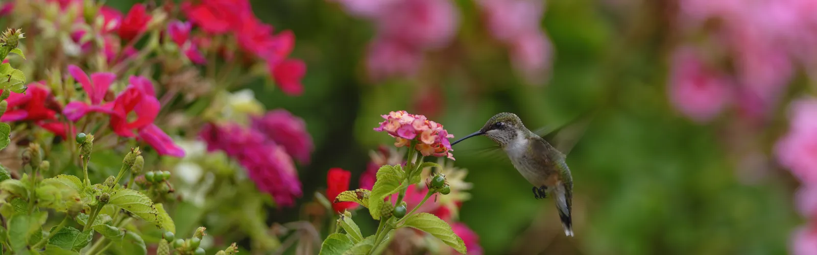 hummingbird with lantana