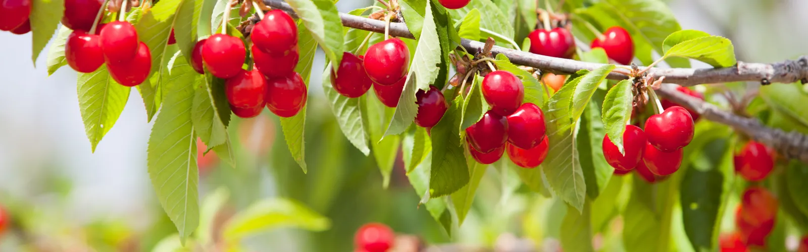 cherries hanging off branch