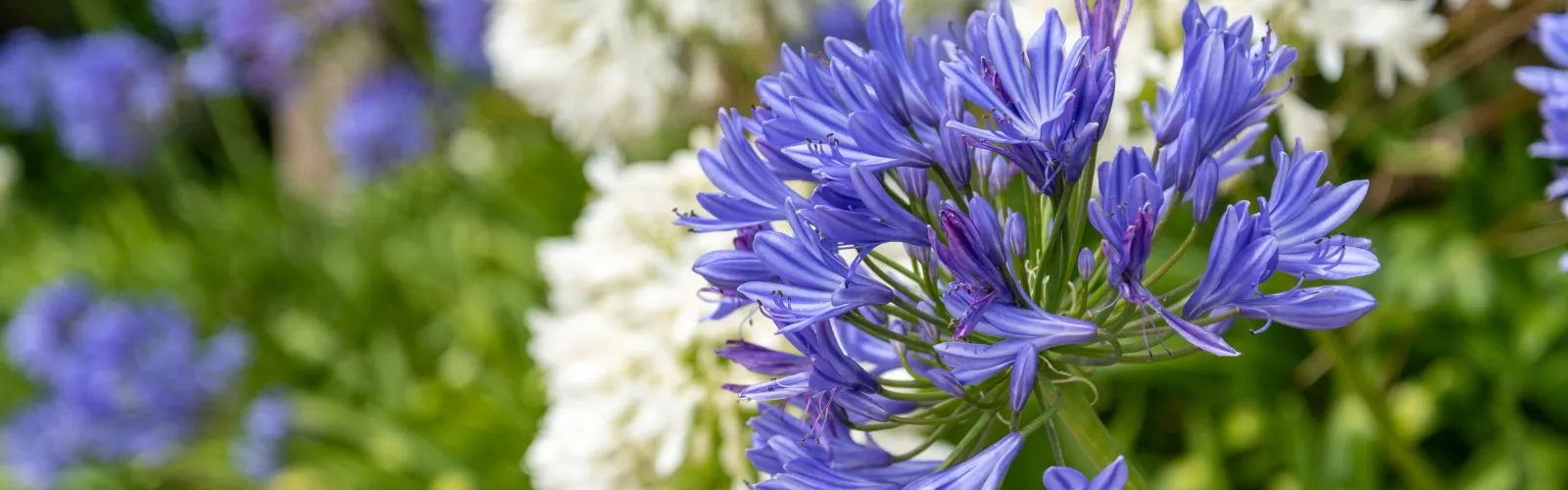 agapanthus