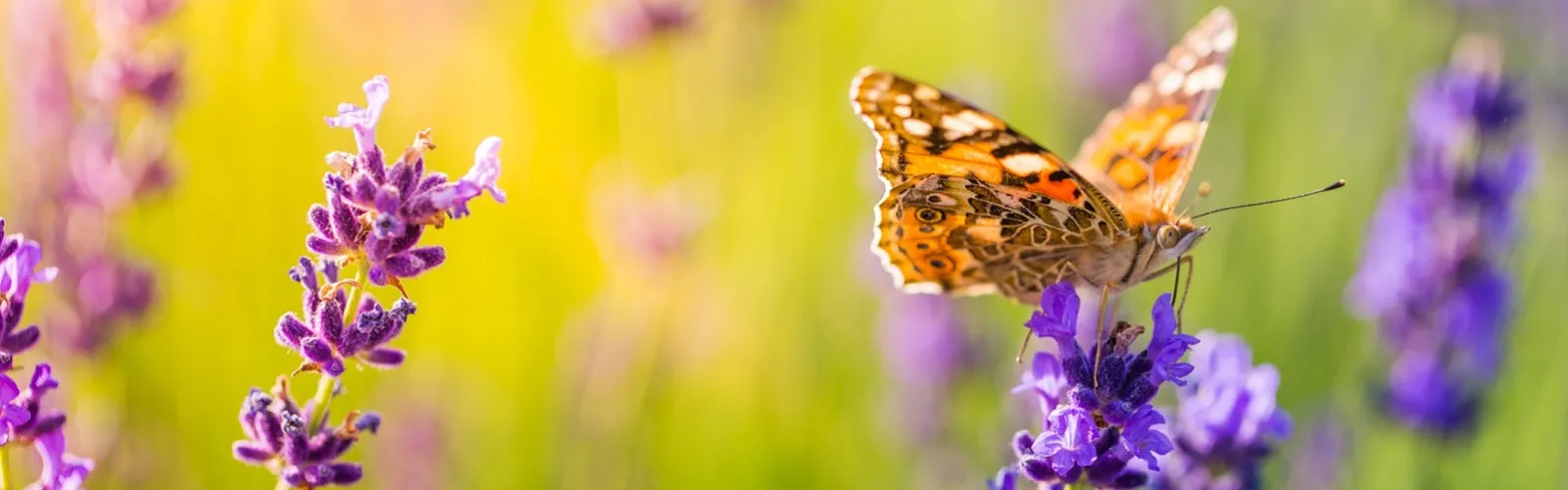 Butterfly on blooming purple lavender plant