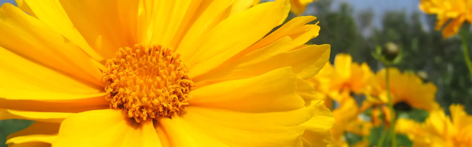 bright yellow coreopsis