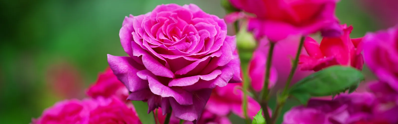 beautiful pink roses